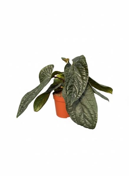 אנטוריום Luxurians x Radicans